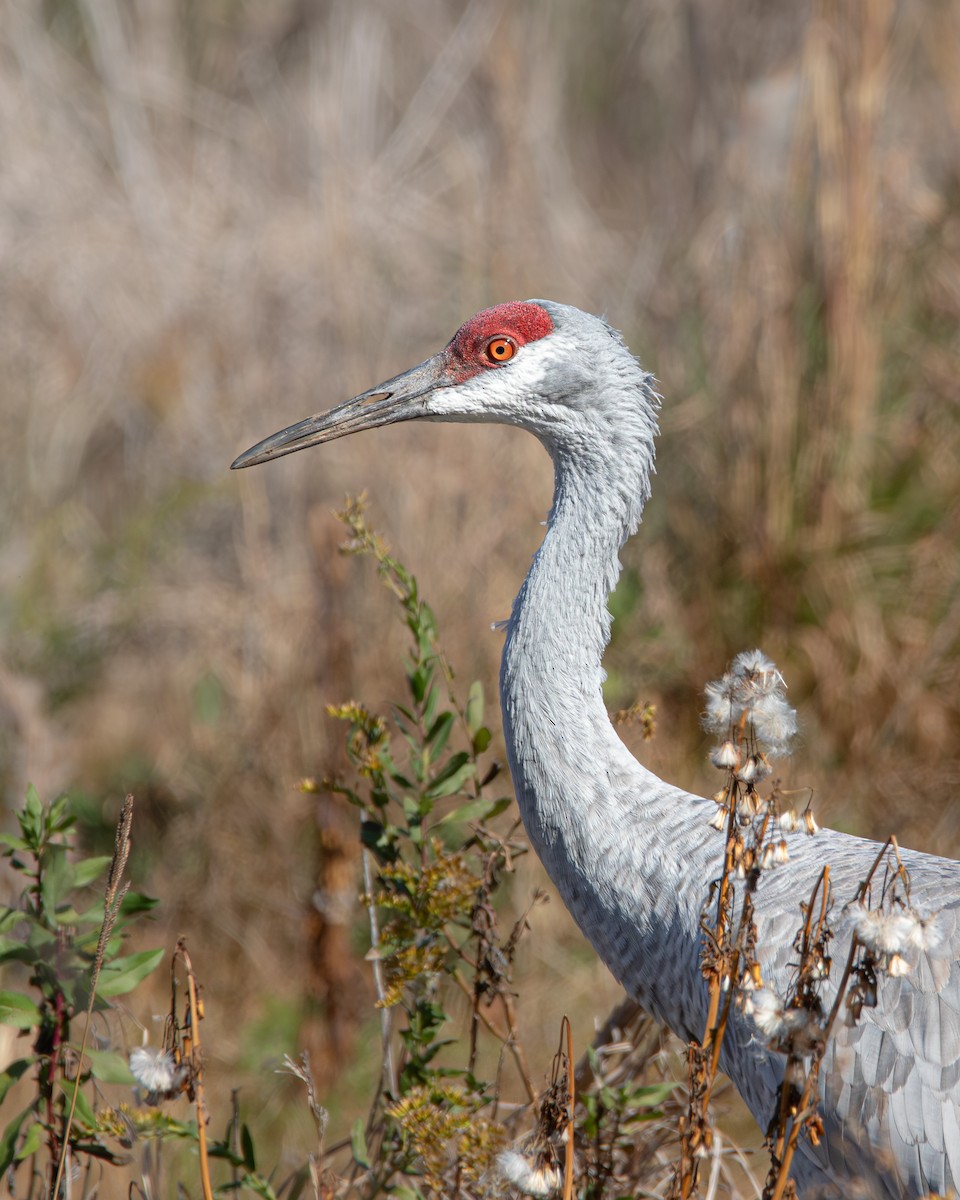 沙丘鶴(pratensis) - ML645525738
