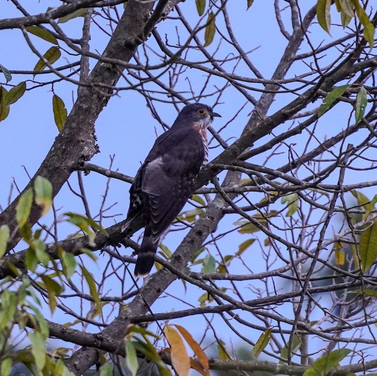 Large Hawk-Cuckoo - ML645525743