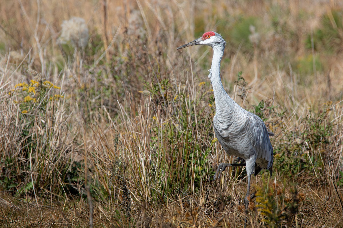 沙丘鶴(pratensis) - ML645525757