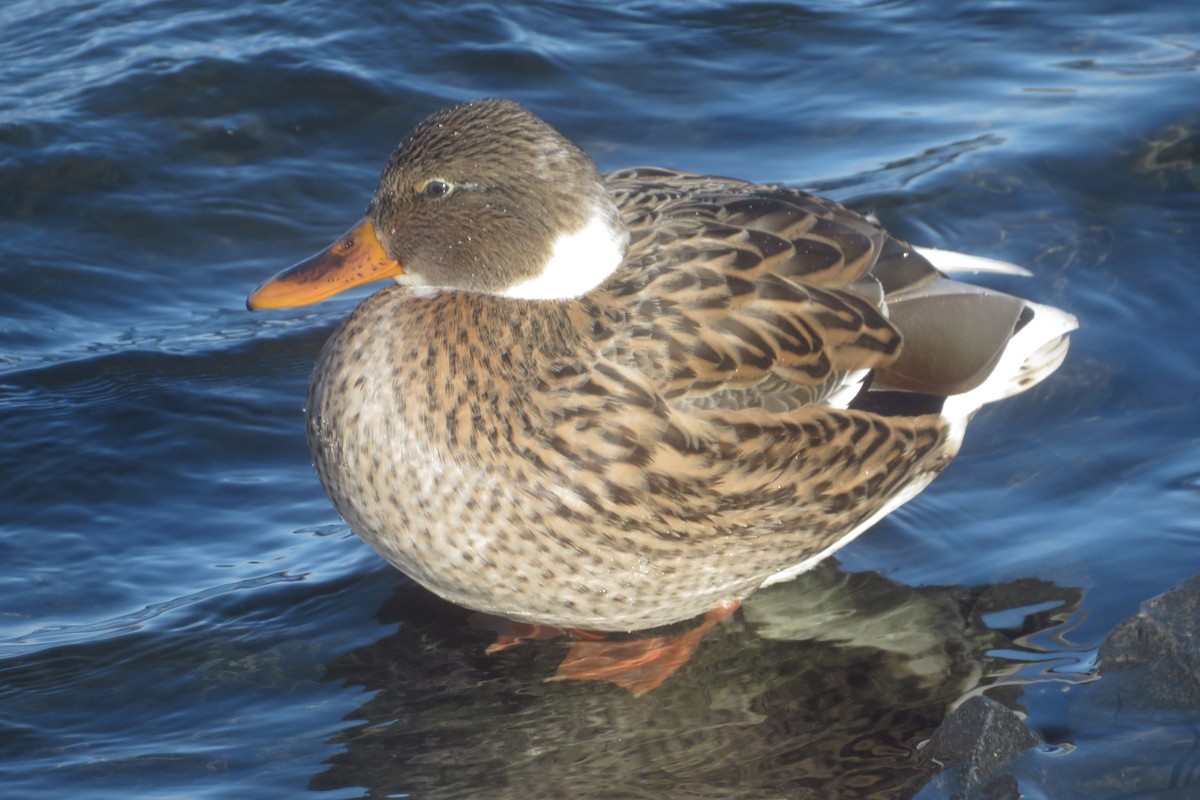 kachna divoká - ML645525759