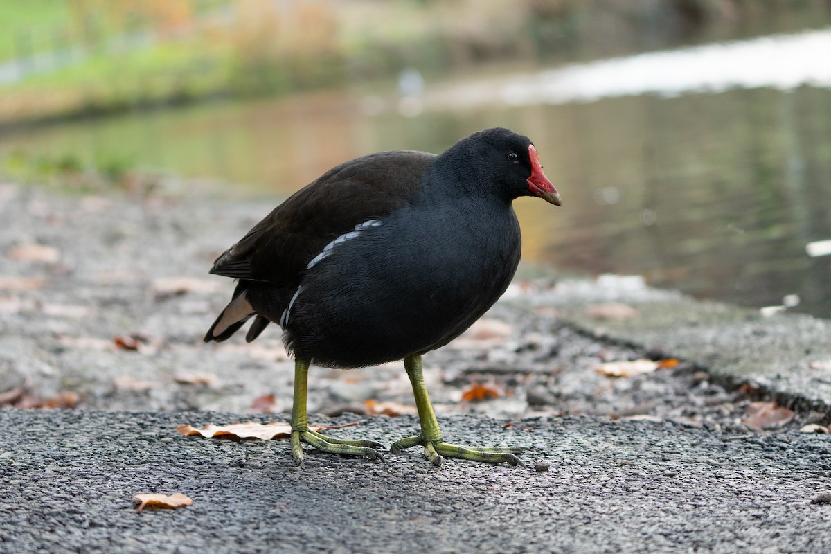 Eurasian Moorhen - ML645525772