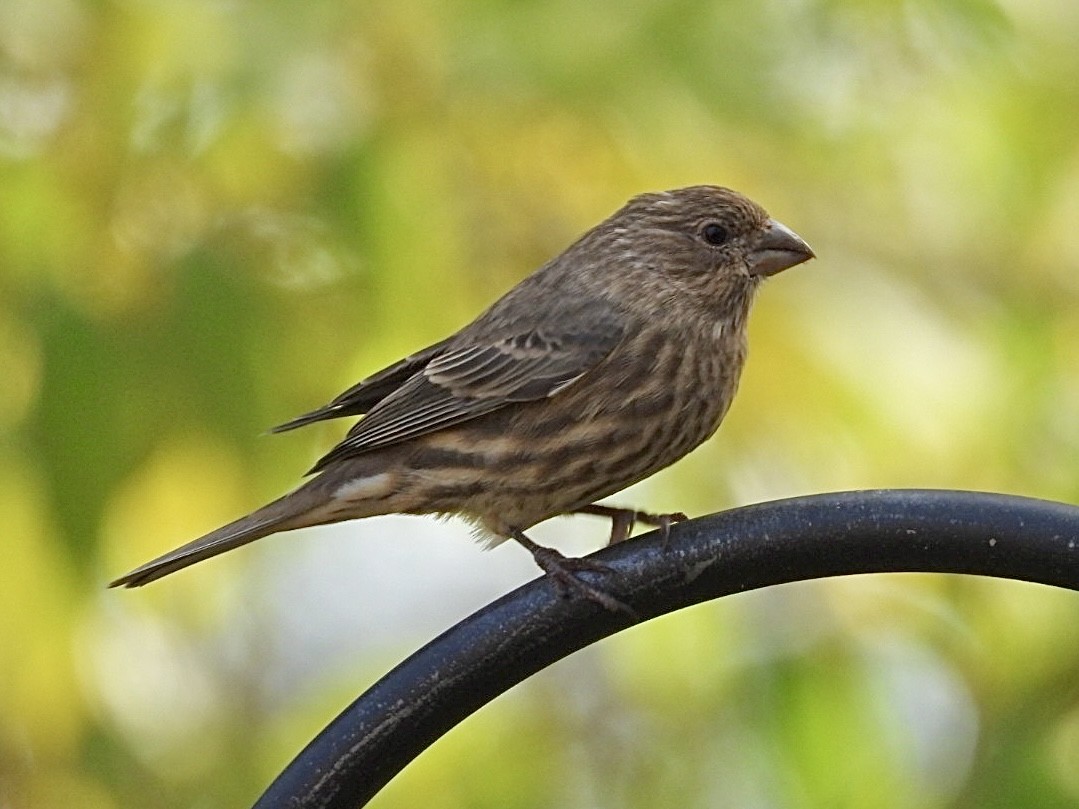 hýl rudoprsý - ML645525781