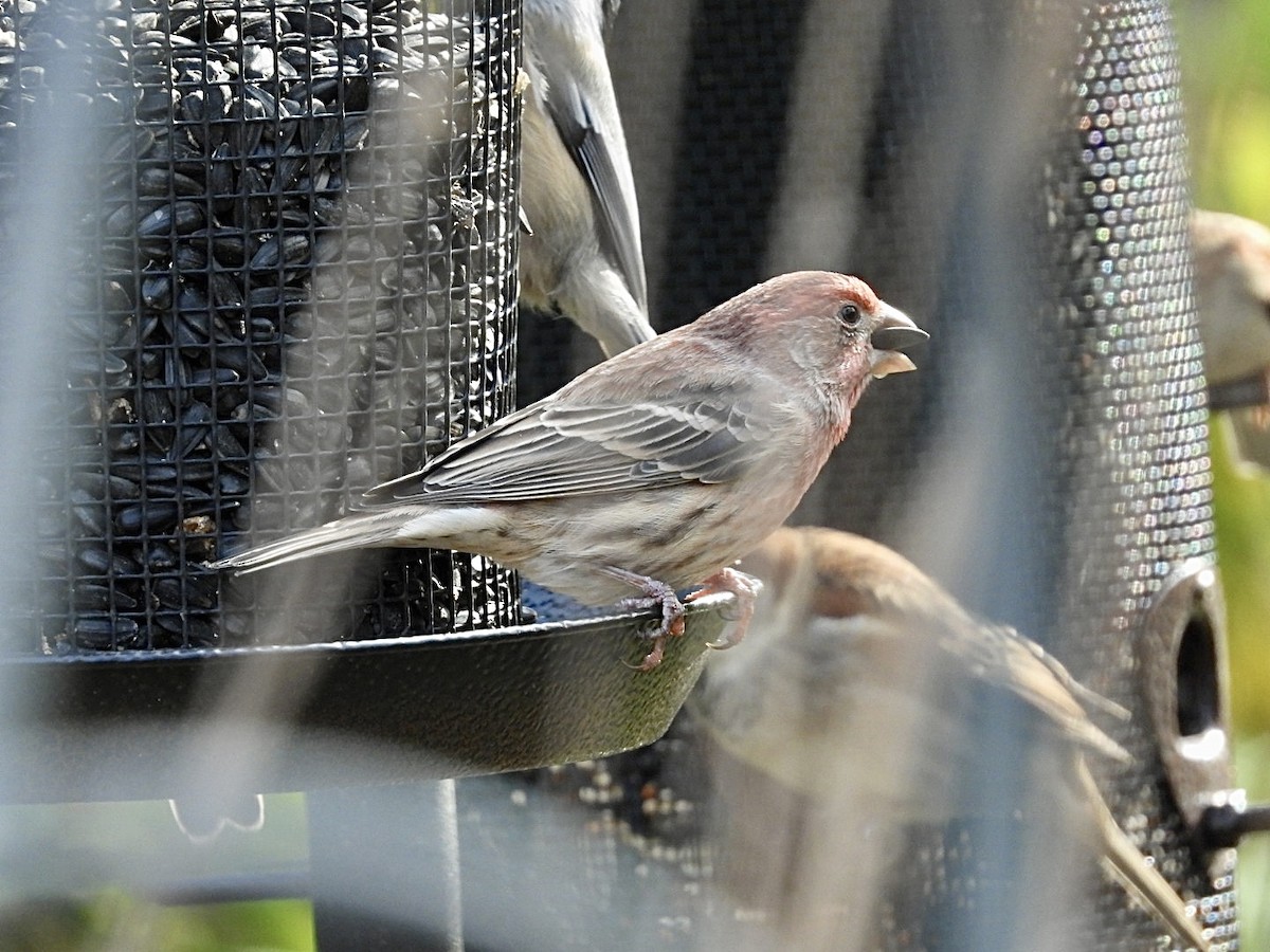 hýl rudoprsý - ML645525782