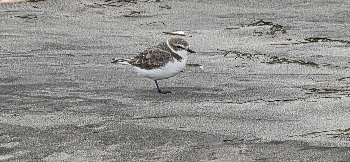 kulík západní - ML645525783