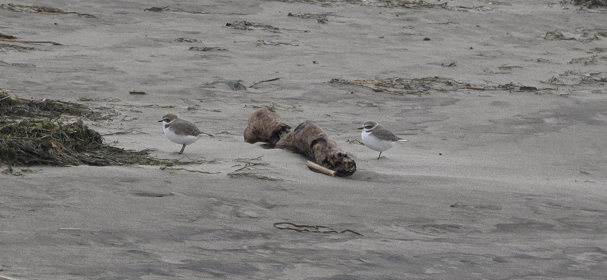 kulík západní - ML645525784