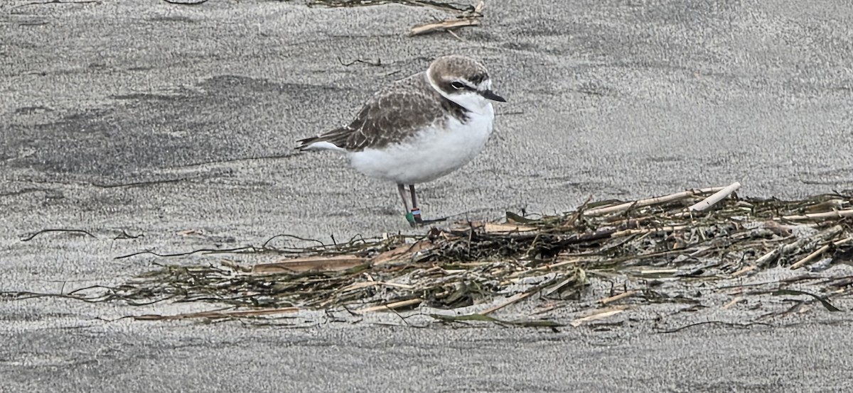 kulík západní - ML645525785