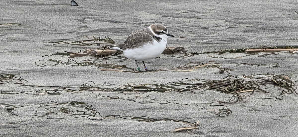 kulík západní - ML645525787