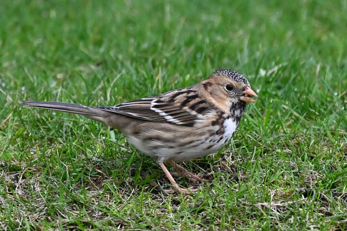 Harris's Sparrow - ML645525791