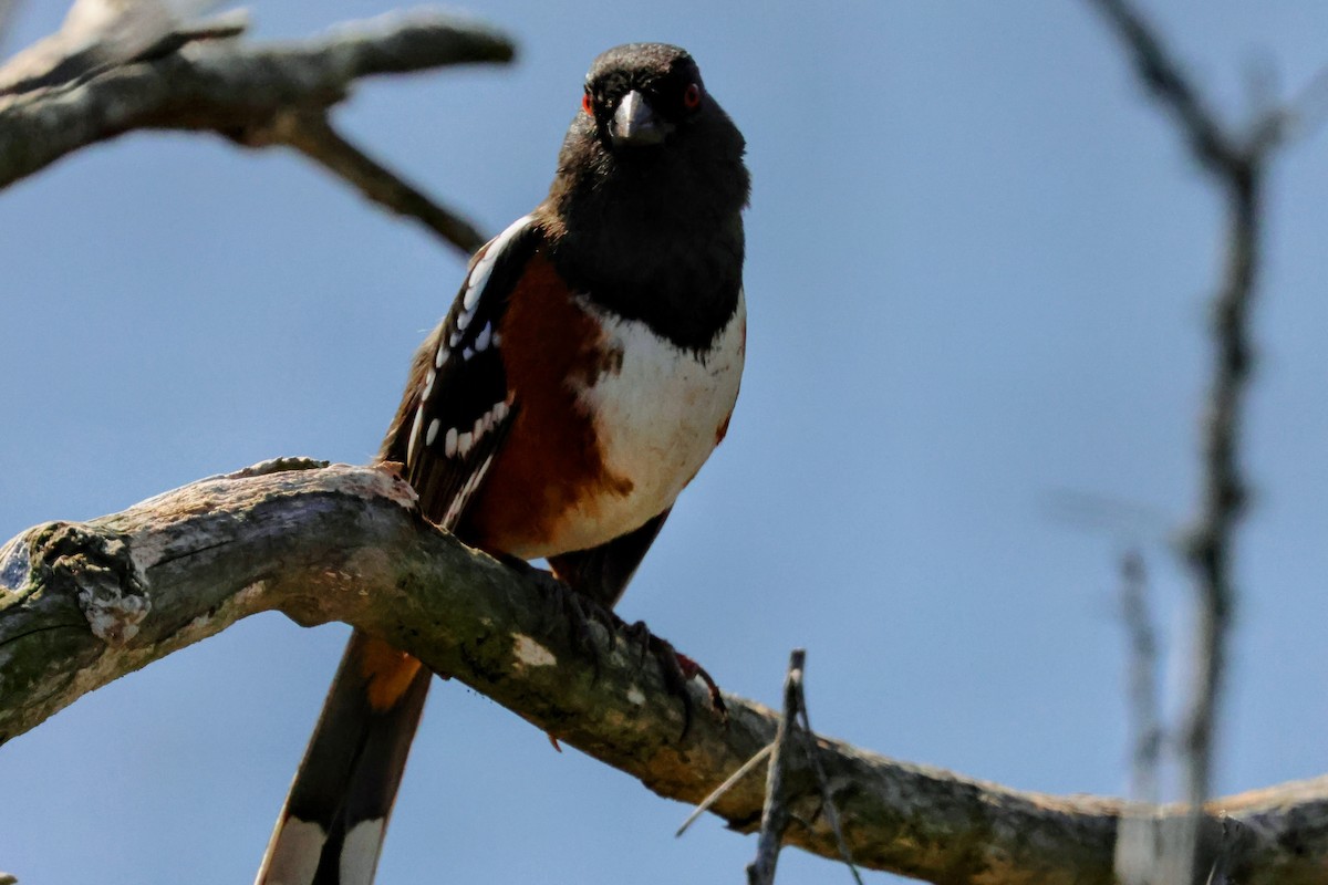 Spotted Towhee - ML645525792