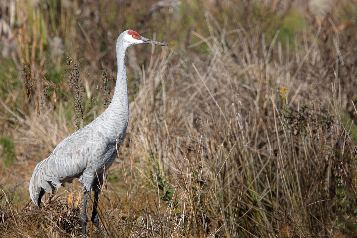 jeřáb kanadský (ssp. pratensis) - ML645525793