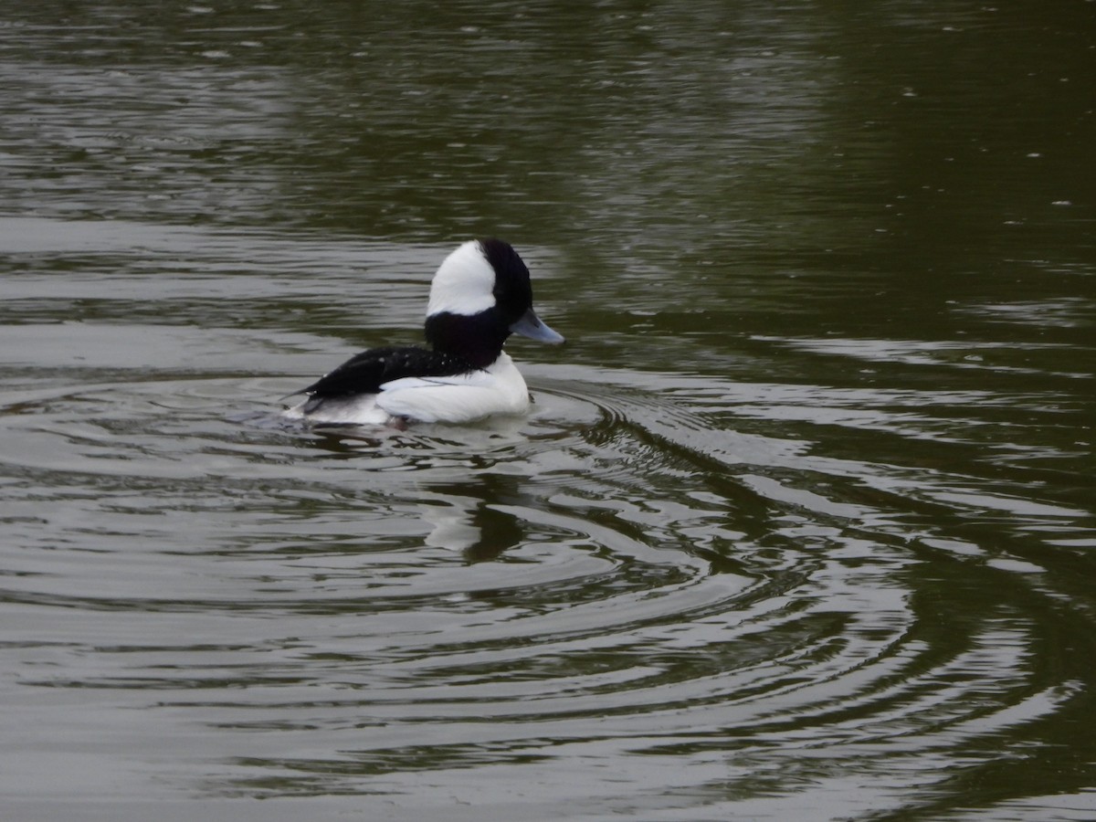 hohol bělavý - ML645525797