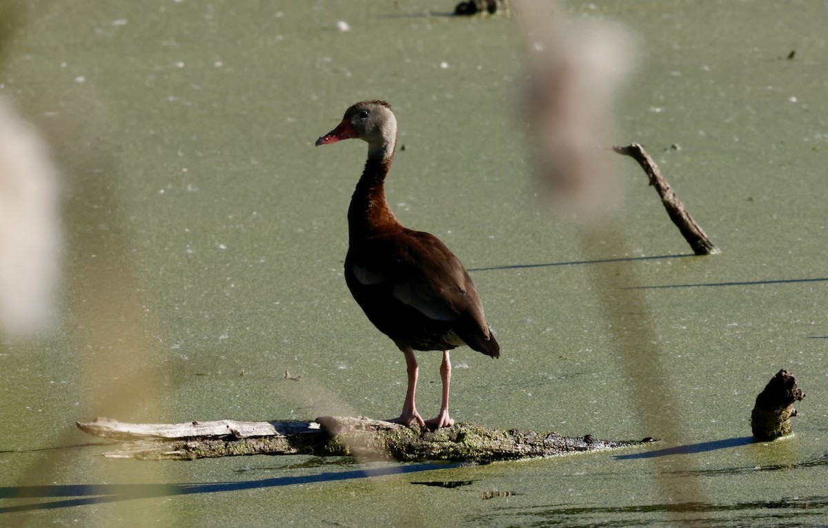 husička černobřichá - ML645525798