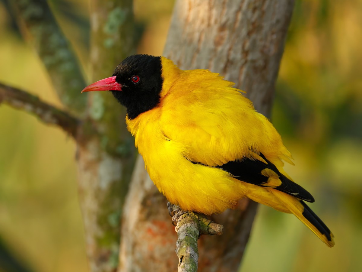 žluva černokápá - ML645525804