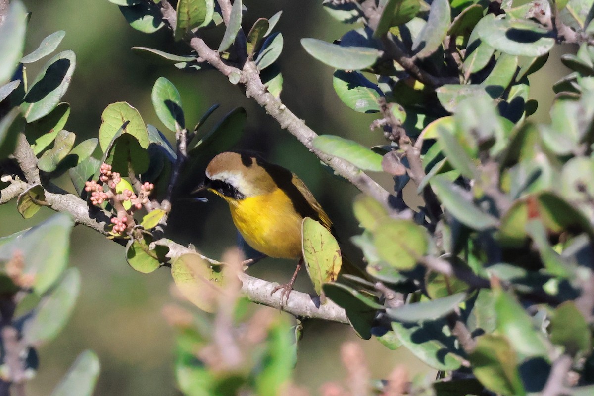 lesňáček žlutohrdlý - ML645525805