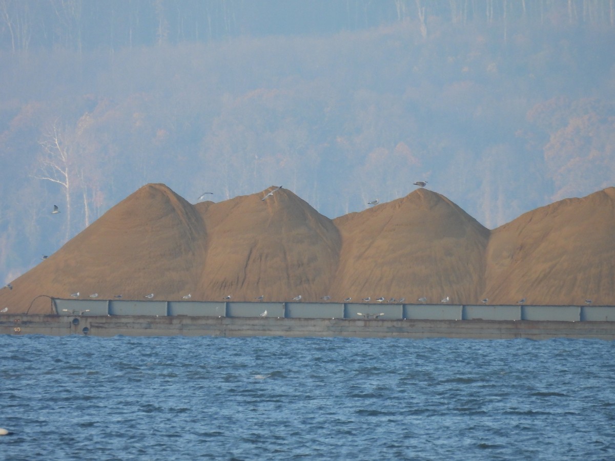 racek kroužkozobý - ML645525806