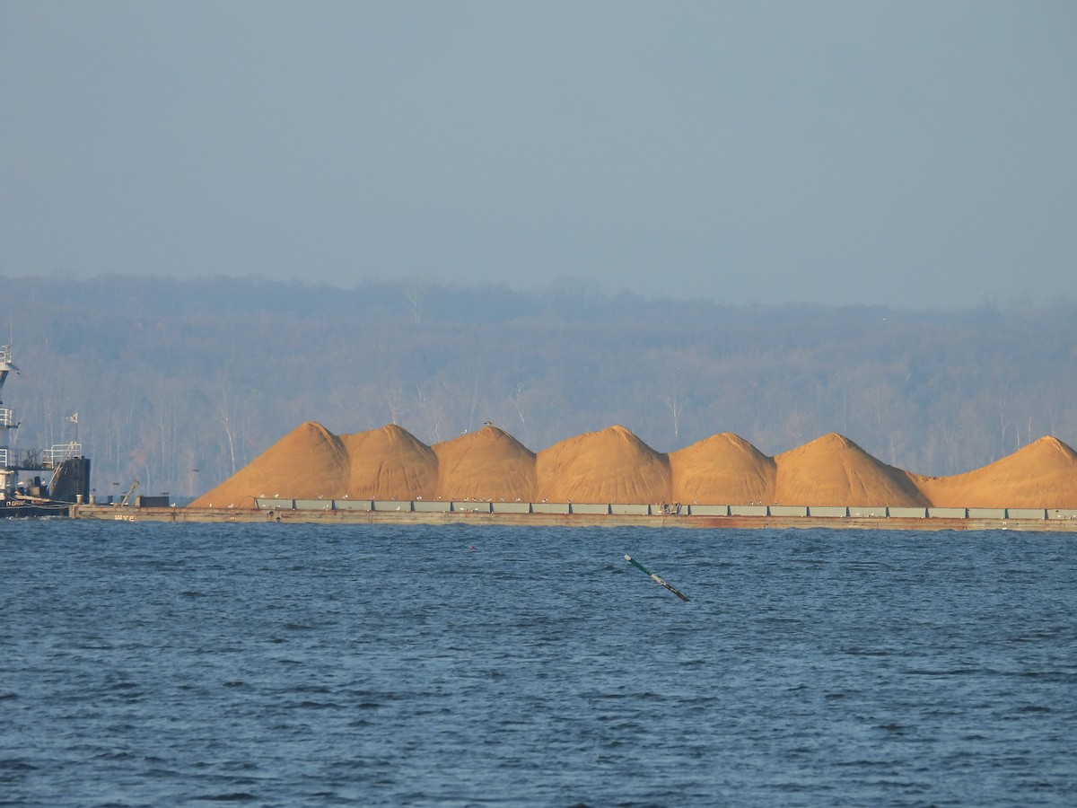 racek kroužkozobý - ML645525807