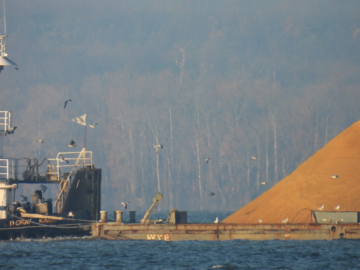 racek kroužkozobý - ML645525808