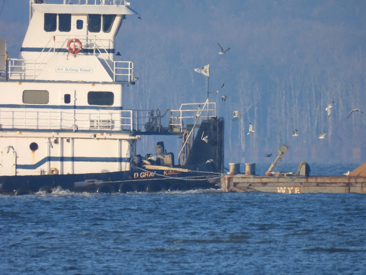 racek kroužkozobý - ML645525809