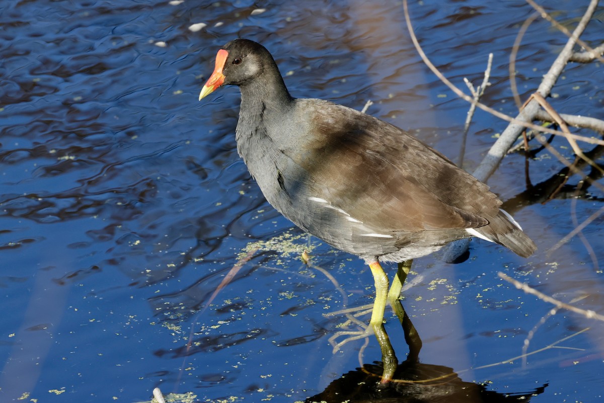 slípka americká - ML645525810