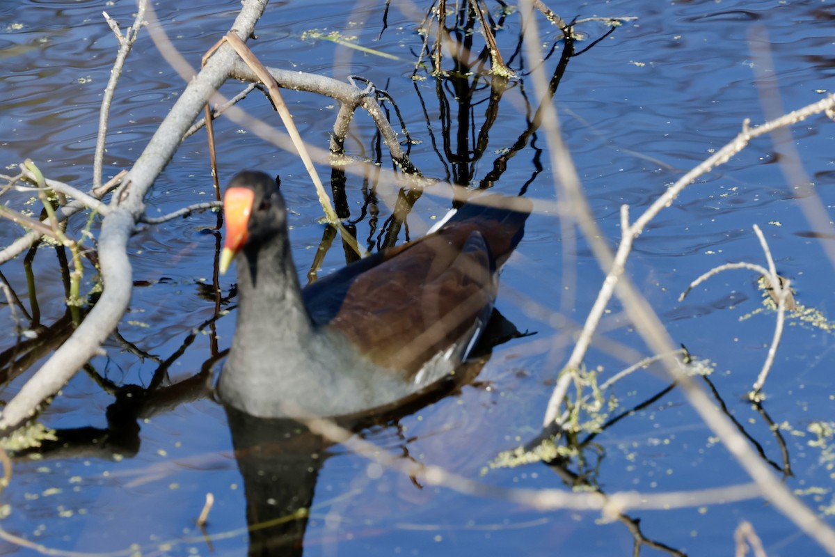 slípka americká - ML645525811