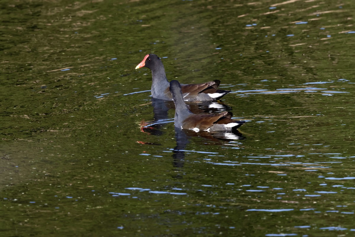 slípka americká - ML645525812