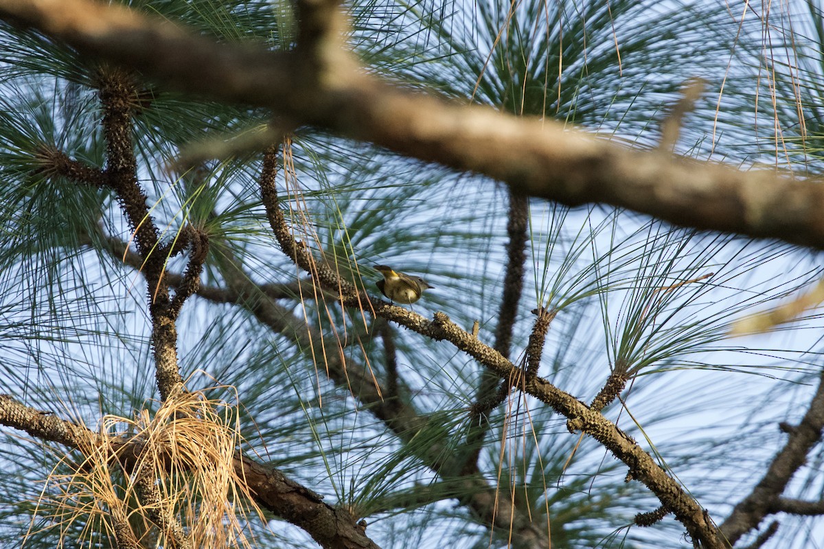 American Redstart - ML645525816