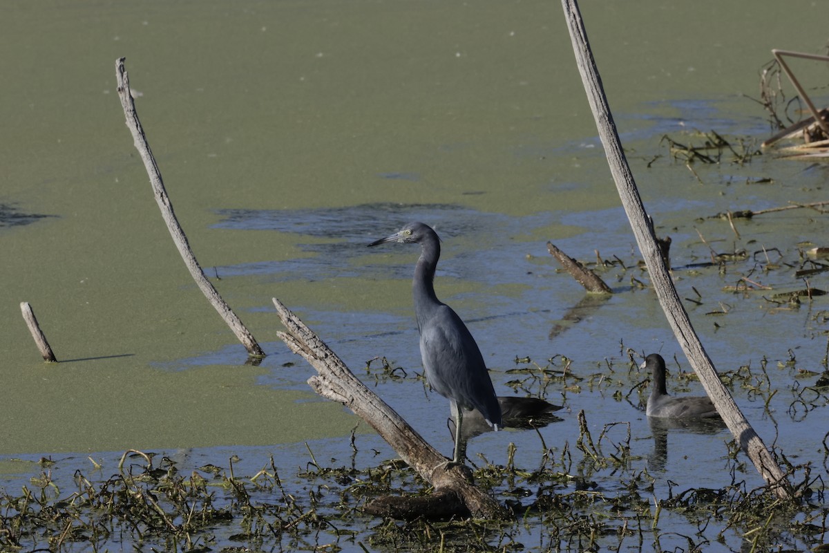 volavka modrošedá - ML645525819