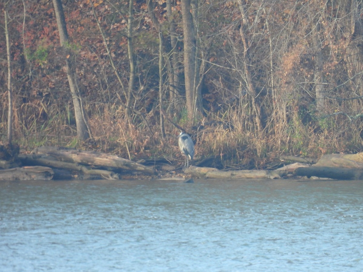 volavka velká - ML645525820