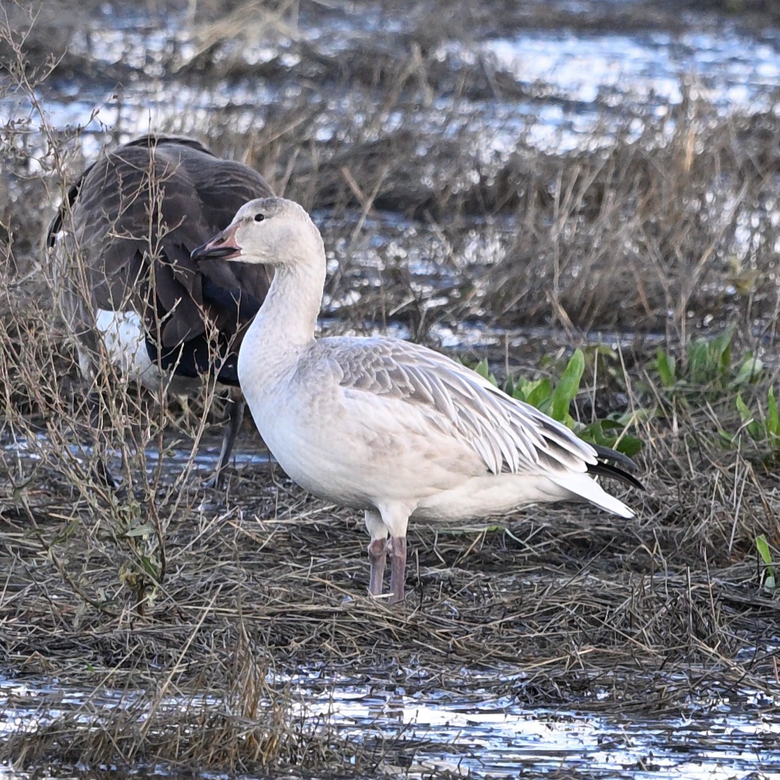 husa sněžní - ML645525821