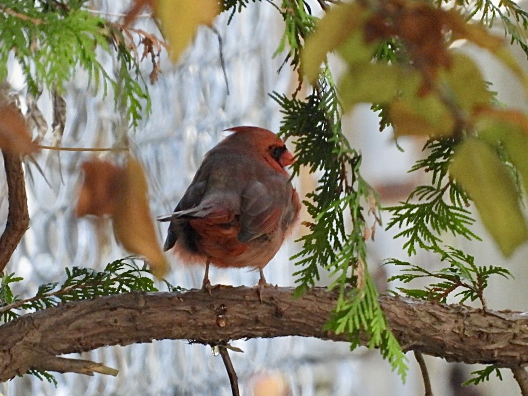 kardinál červený - ML645525823