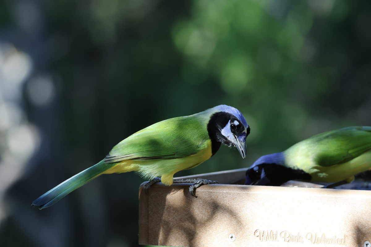 sojka zelenavá - ML645525824