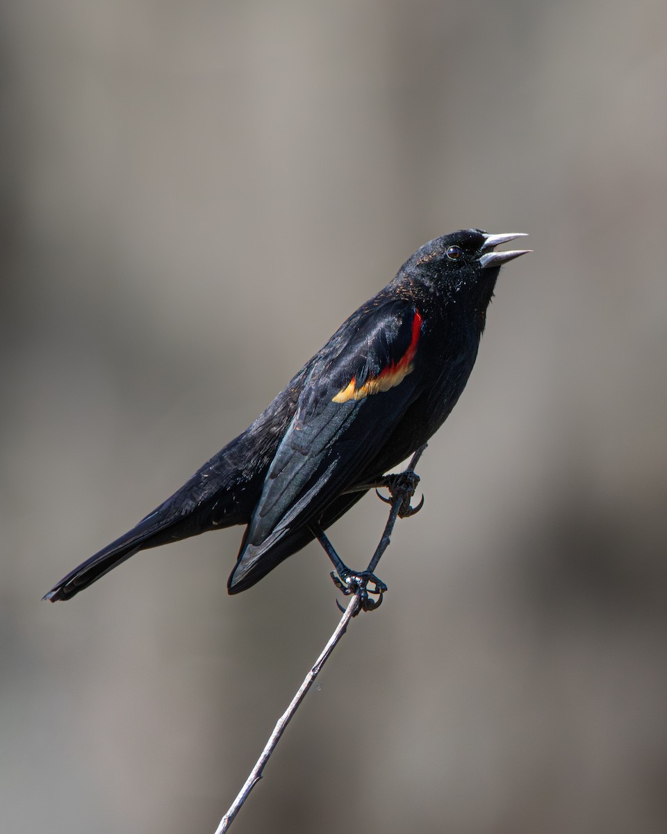 Red-winged Blackbird - ML645525826