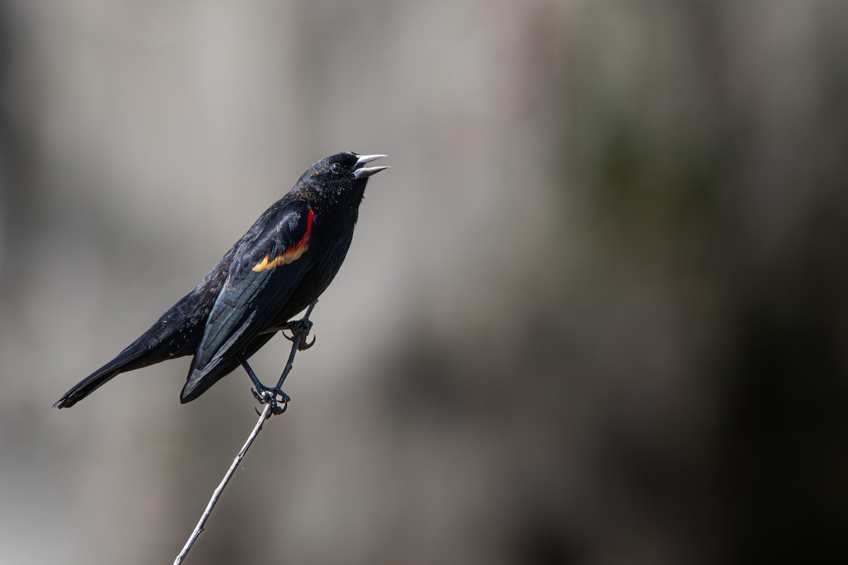 Red-winged Blackbird - ML645525827