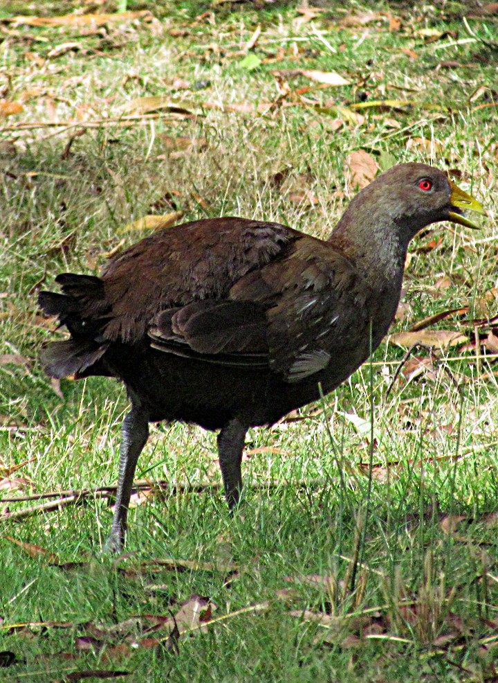 Tasmanian Nativehen - ML645525835