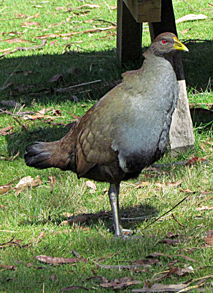 Tasmanian Nativehen - ML645525841