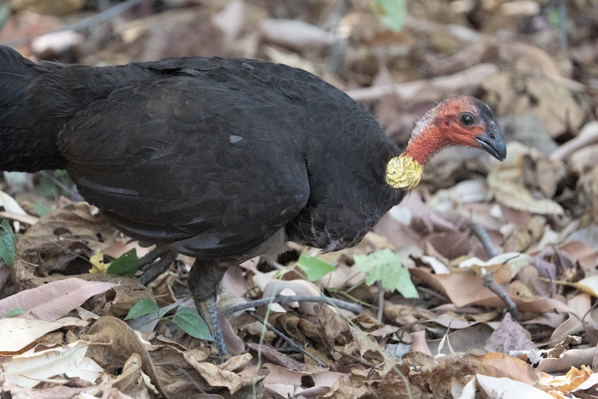 ヤブツカツクリ - ML645525842