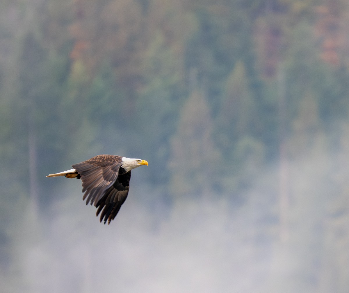 Itsas arrano buruzuria - ML645525858