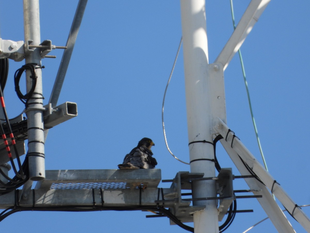 Faucon pèlerin - ML645525862