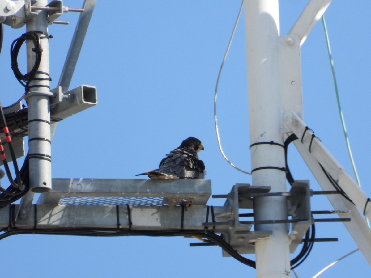 Faucon pèlerin - ML645525863