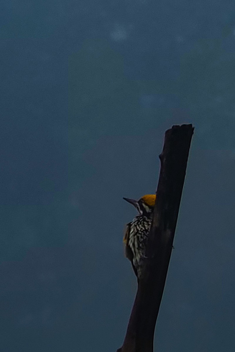White-naped Woodpecker - ML645525864