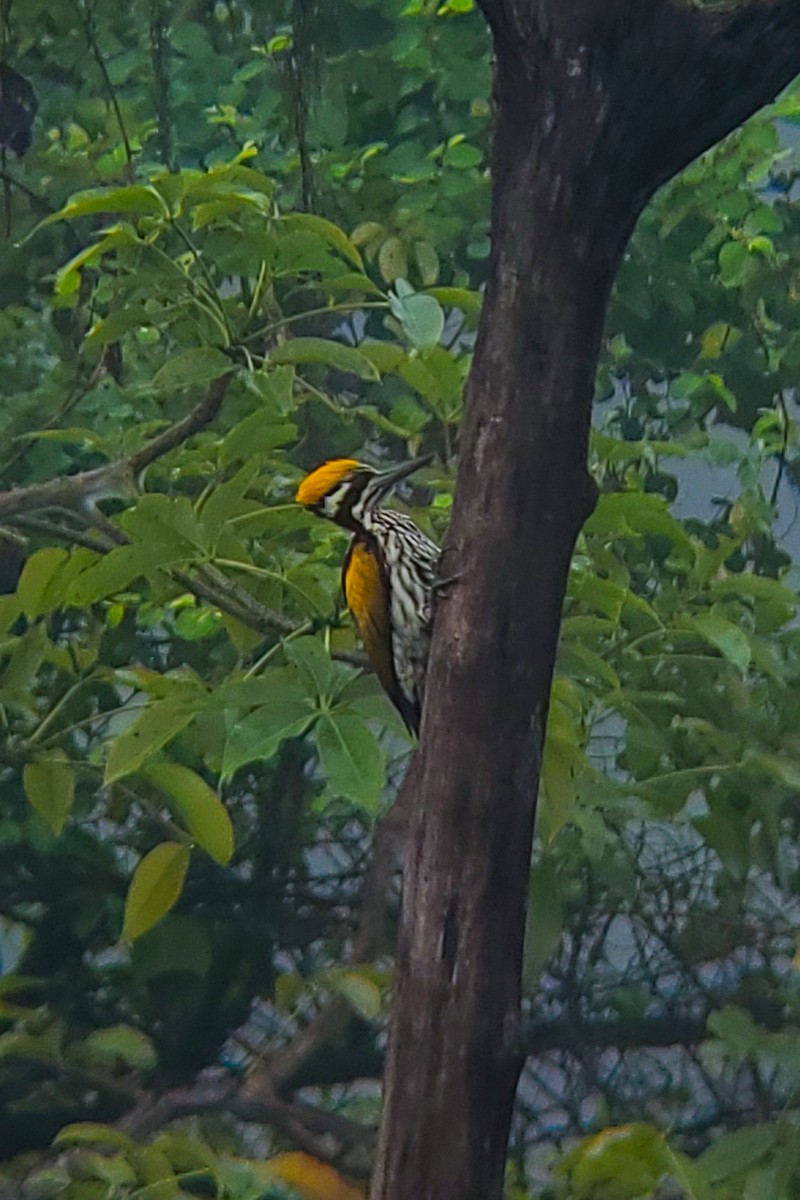 White-naped Woodpecker - ML645525866