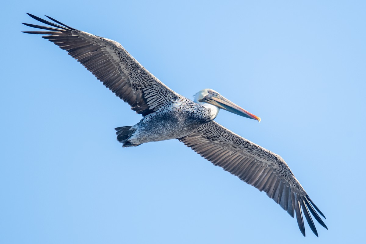 Pelikano arrea - ML645525869