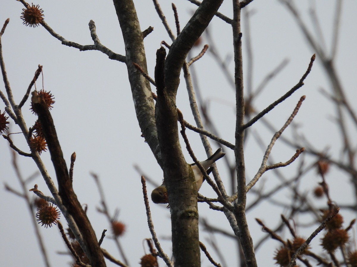 American Goldfinch - ML645525872