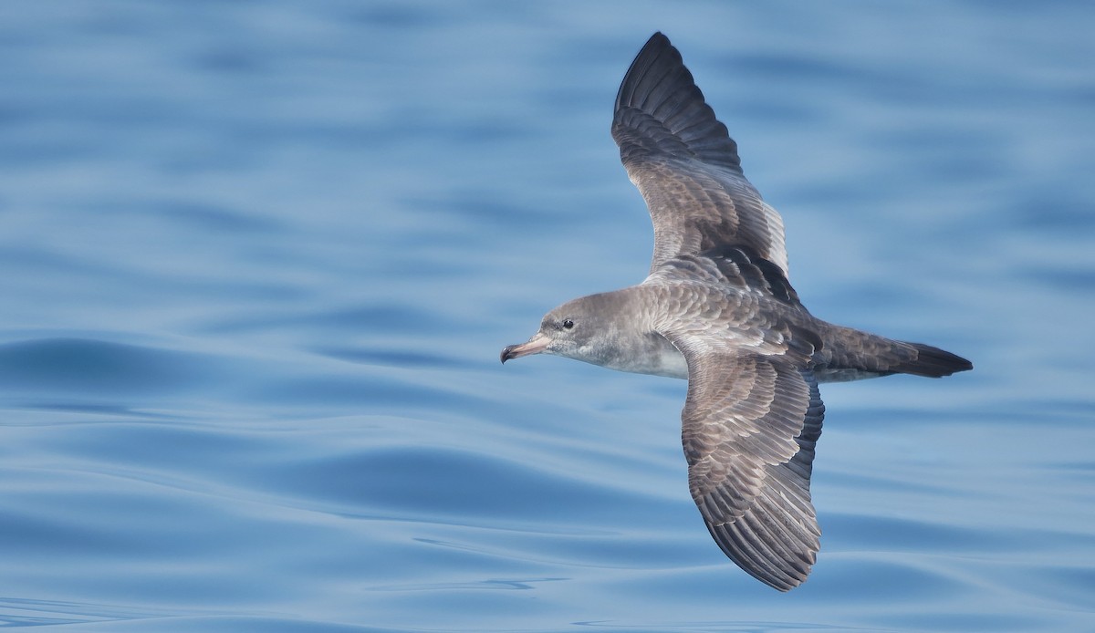 Gabai hanka-arrosa - ML645525873