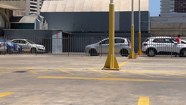 Southern Lapwing - ML645525875