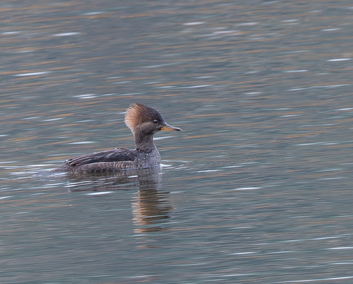 Zerra buruhandia - ML645525876