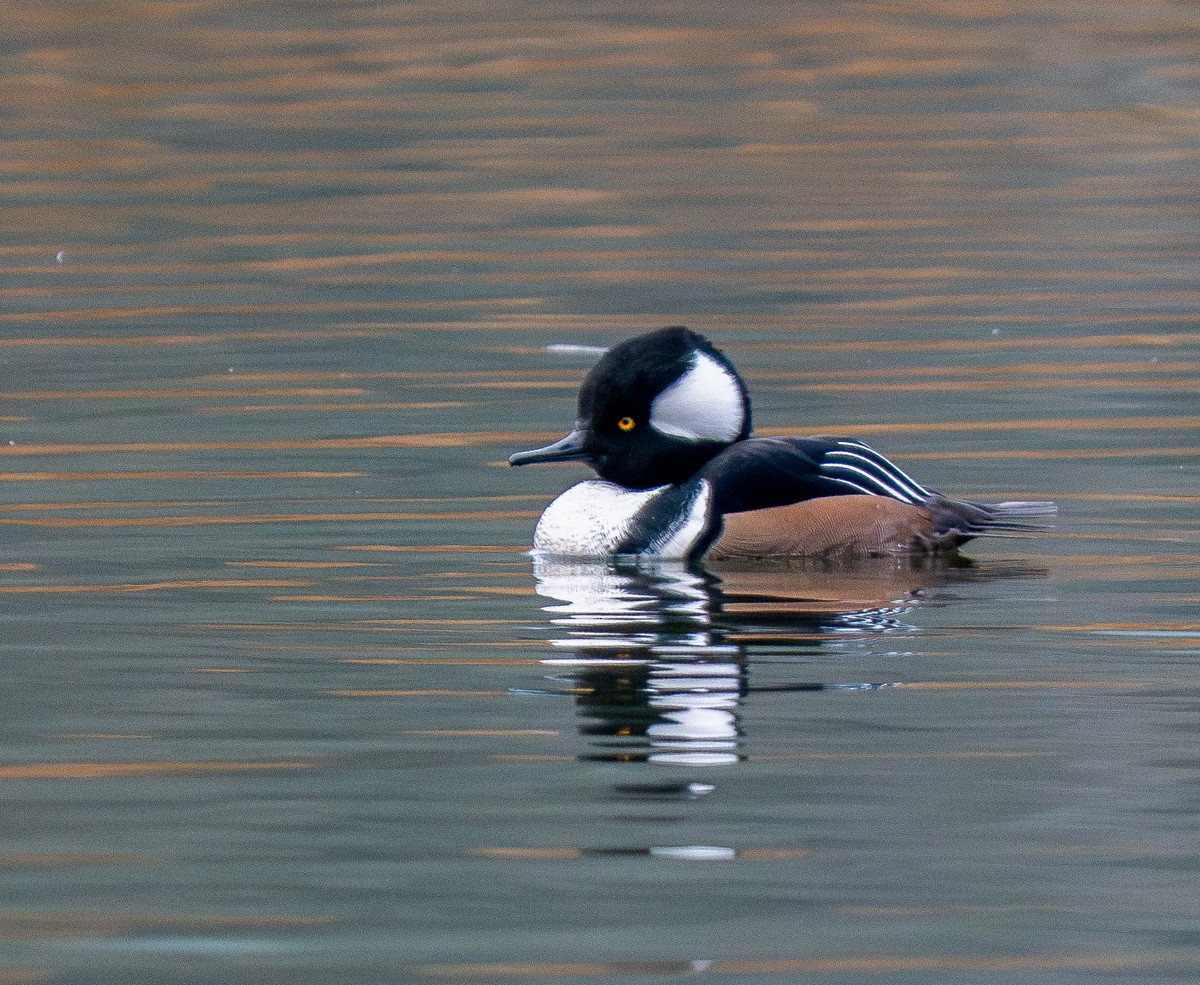 Zerra buruhandia - ML645525877