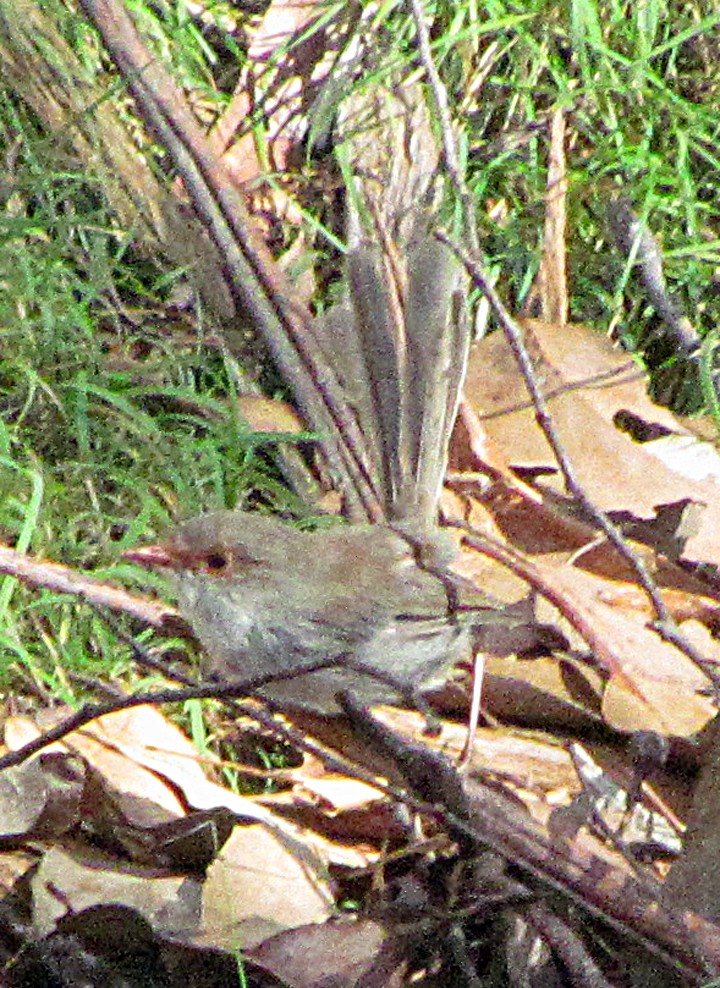 Superb Fairywren - ML645525879