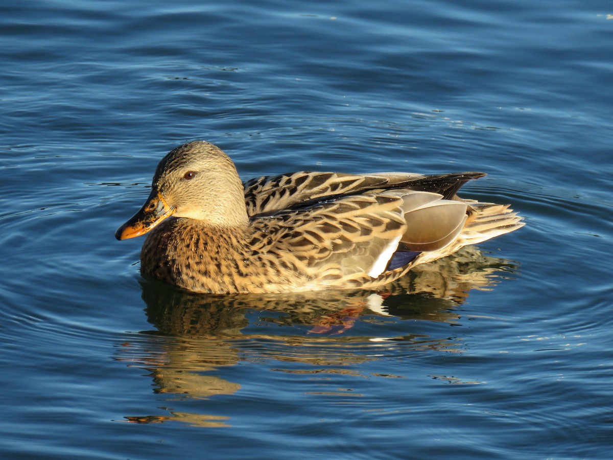 Basahatea - ML645525880