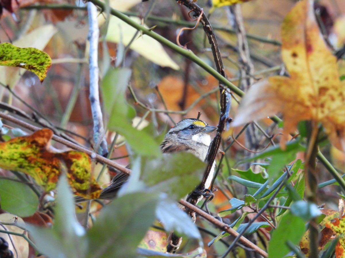 White-throated Sparrow - ML645525881